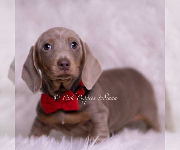Medium Photo #4 Dachshund Puppy For Sale in WARSAW, IN, USA