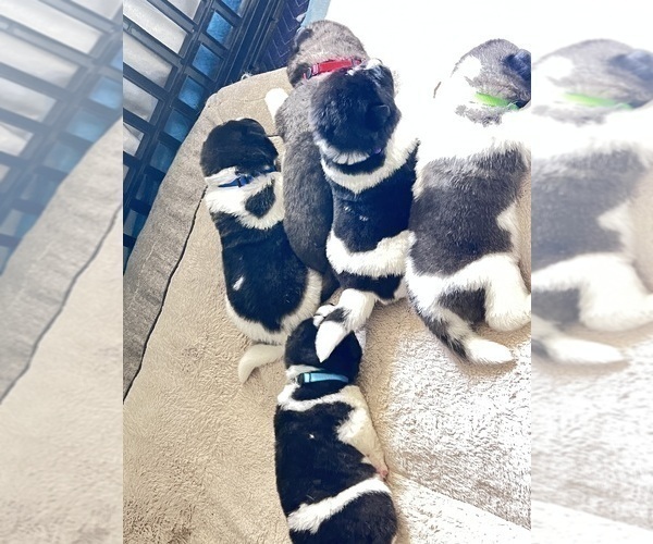 Medium Photo #14 Akita Puppy For Sale in TEHACHAPI, CA, USA