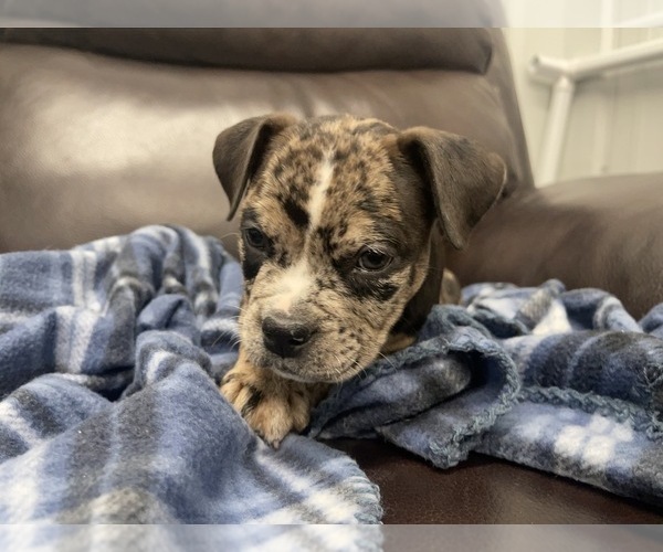 Medium Photo #80 American Bully Puppy For Sale in REESEVILLE, WI, USA