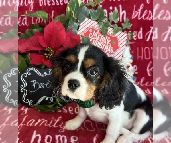 Medium Photo #5 Cavalier King Charles Spaniel Puppy For Sale in ABILENE, TX, USA