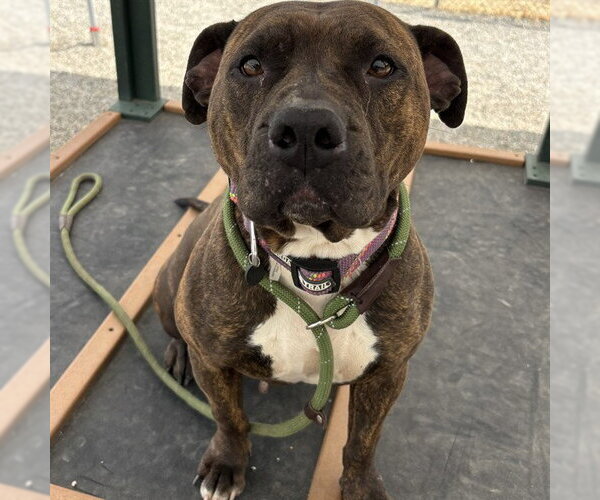 Medium Photo #3 American Pit Bull Terrier-Unknown Mix Puppy For Sale in Palmetto, FL, USA