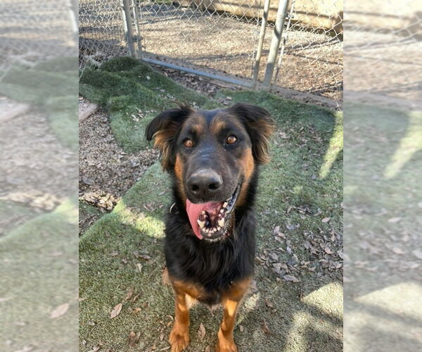 Medium Photo #27 German Shepherd Dog-Unknown Mix Puppy For Sale in Lake Forest, CA, USA