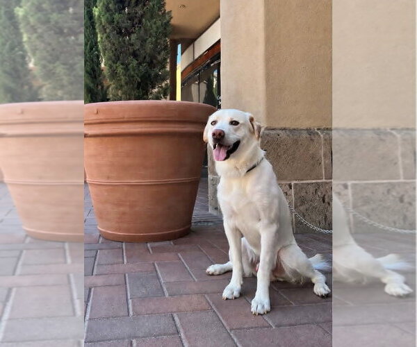 Medium Photo #2 Labrador Retriever Puppy For Sale in San Diego, CA, USA