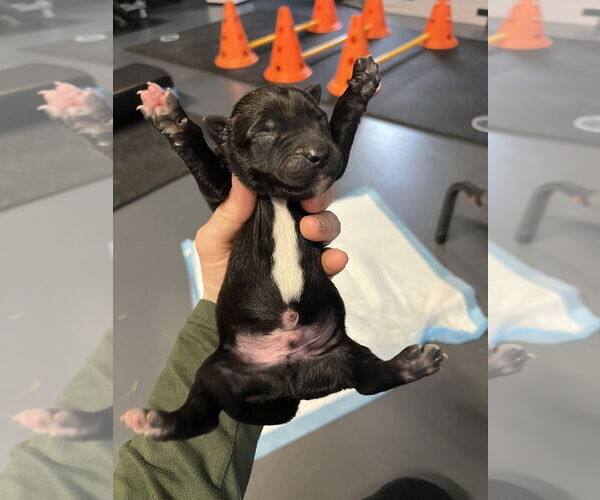 Medium Photo #3 Mutt Puppy For Sale in Imlay City, MI, USA