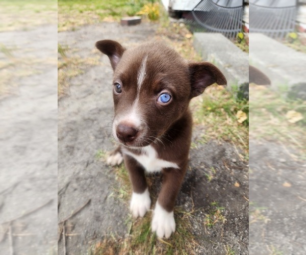 Medium Photo #1 American Pit Bull Terrier-Siberian Husky Mix Puppy For Sale in WINSTON SALEM, NC, USA