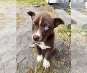 American Pit Bull Terrier-Siberian Husky Mix Puppy for sale in WINSTON SALEM, NC, USA