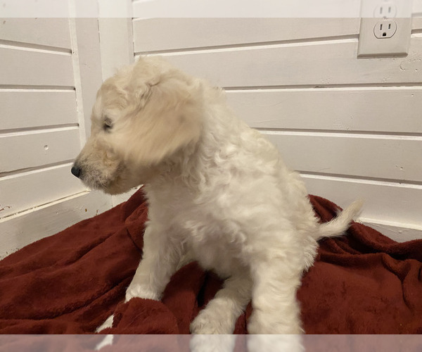 Medium Photo #5 Goldendoodle Puppy For Sale in DENVER, CO, USA