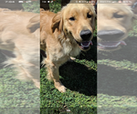Small Photo #1 Golden Retriever Puppy For Sale in ATHOL, ID, USA