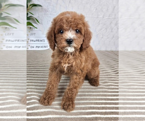 Cavapoo Puppy for sale in GREENFIELD, IN, USA