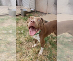 Mutt Dogs for adoption in Oklahoma City, OK, USA