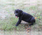 Small #1 Cane Corso