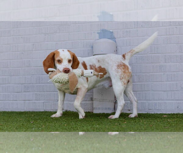 Medium Photo #4 Beagle-Unknown Mix Puppy For Sale in Canton, CT, USA