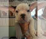 Small #16 French Bulldog