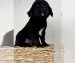Small #2 Golden Shepherd