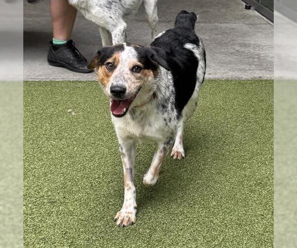 Medium Photo #1 Mutt Puppy For Sale in San Martin, CA, USA