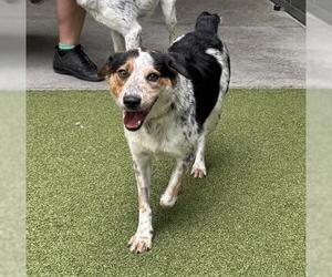 Mutt Dogs for adoption in San Martin, CA, USA