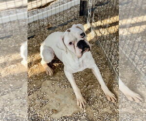 Boxer Dogs for adoption in Austin, TX, USA