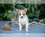 Small #1 Chihuahua