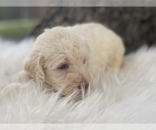 Medium Photo #6 Goldendoodle Puppy For Sale in CANON, GA, USA