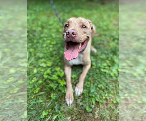 Medium Photo #7 Mutt Puppy For Sale in Lewistown, PA, USA