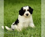 Small Photo #1 Bernedoodle (Miniature) Puppy For Sale in NEW HOLLAND, PA, USA