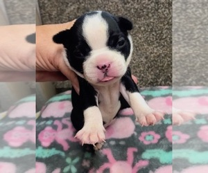 Boston Terrier Puppy for sale in BEND, OR, USA
