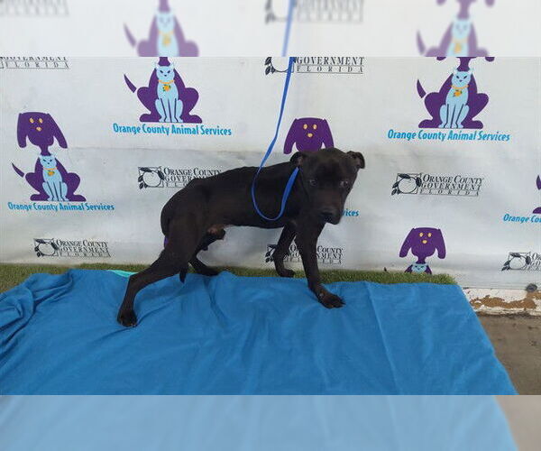 Medium Photo #1 Mutt Puppy For Sale in Orlando, FL, USA