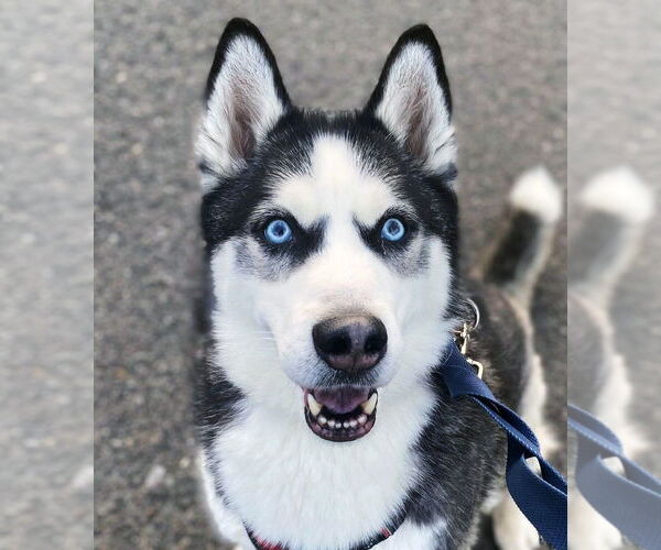 Medium Photo #3 Siberian Husky Puppy For Sale in Matawan, NJ, USA