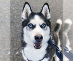 Small #2 Siberian Husky
