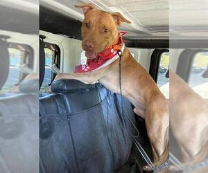 Mutt Dogs for adoption in Stockton, CA, USA