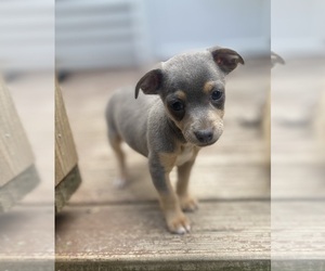 Chihuahua Puppy for sale in CASTLE HAYNE, NC, USA