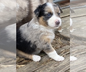 Australian Shepherd Puppy for sale in MOUNT OLIVE, NC, USA