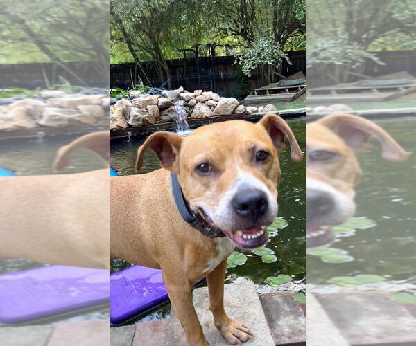 Medium Photo #9 American Pit Bull Terrier-Staffordshire Bull Terrier Mix Puppy For Sale in Raleigh, NC, USA