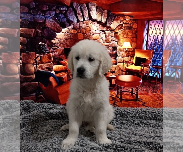 Medium Photo #3 Golden Retriever Puppy For Sale in BARK RIVER, MI, USA