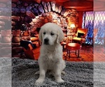 Small Photo #3 Golden Retriever Puppy For Sale in BARK RIVER, MI, USA