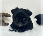Small #12 Yorkshire Terrier