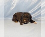 Small Photo #39 Golden Mountain Dog Puppy For Sale in BLACK FOREST, CO, USA