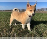 Small Photo #1 Pomsky Puppy For Sale in DONNELLSON, IA, USA