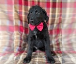 Small Photo #2 Shepadoodle Puppy For Sale in LANCASTER, PA, USA