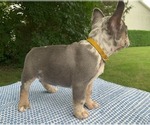 Small Photo #13 French Bulldog Puppy For Sale in BREMEN, IN, USA