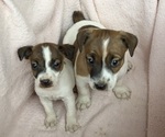 Image preview for Ad Listing. Nickname: Litter of 2
