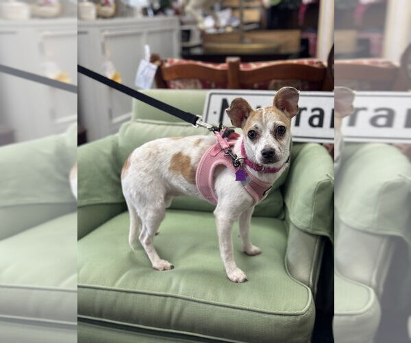 Medium Photo #3 Chihuahua-Unknown Mix Puppy For Sale in Mundelein, IL, USA