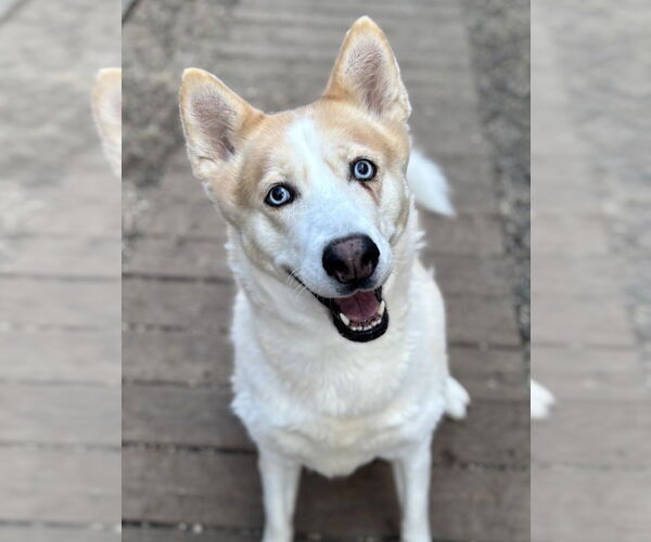 Medium Photo #1 Siberian Husky Puppy For Sale in Matawan, NJ, USA