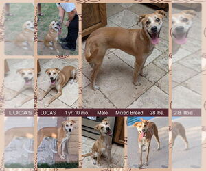 Chihuahua-Unknown Mix Dogs for adoption in Mesa, AZ, USA