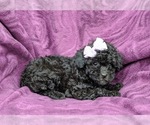 Small Photo #6 Bichpoo Puppy For Sale in NOTTINGHAM, PA, USA