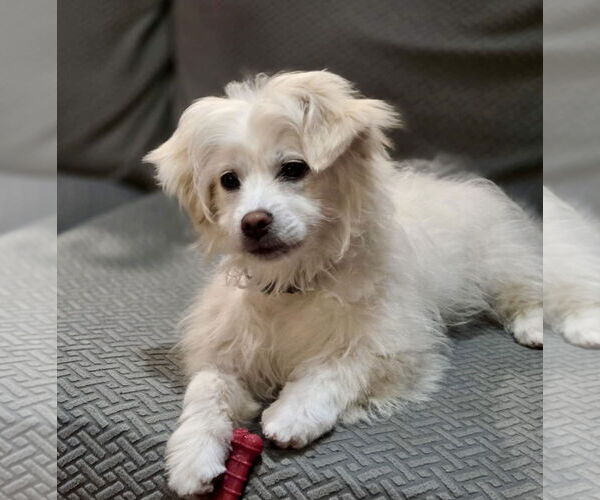 Medium Photo #3 Poodle (Miniature)-Unknown Mix Puppy For Sale in Mission Viejo, CA, USA