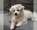 Small #2 Poodle (Miniature) Mix
