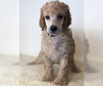 Puppy Sunny Poodle (Standard)