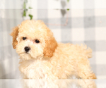 Small #2 Poochon