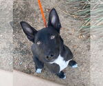 Small Australian Kelpie-German Shepherd Dog Mix